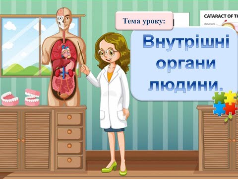 Видео: Внутрішні органи людини.