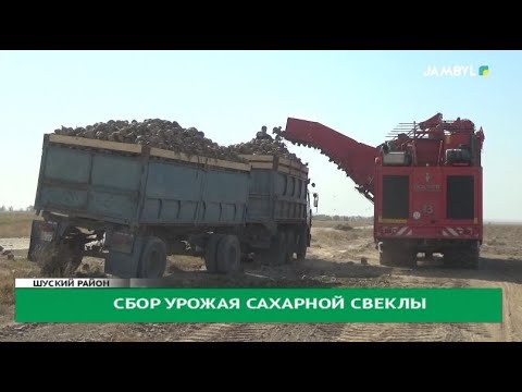 Видео: Сбор урожая сахарной свеклы