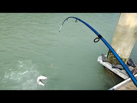 Видео: August 26, 2025 на горбушу рыбалка только начинается pink salmon и дальнобой ￼