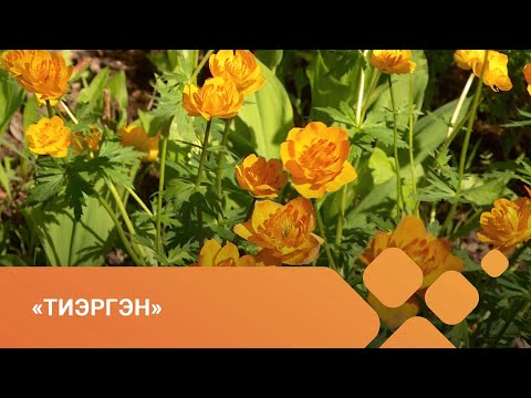 Видео: «Тиэргэн» биэриигэ: кыстыыр сибэккилэр уонна отонноох мастар тустарынан (17.06.21)