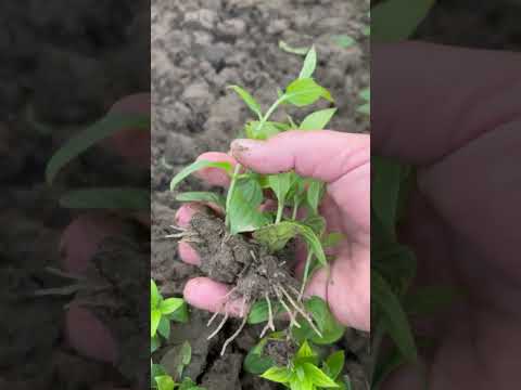 Видео: Результат черенкование гортензии в песок