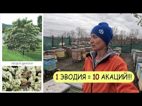 Видео: Медовое дерево -Эводия Даниэля. Сажать всем пчеловодам и не только!