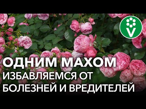 Видео: ОТ ВСЕХ БЕД РОЗ ПОМОЖЕТ ОДНО ЗАБЫТОЕ СРЕДСТВО! Обработка роз от болезней и вредителей