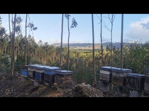 Видео: Пчеловодство Португалии, как это? 3. März 2022