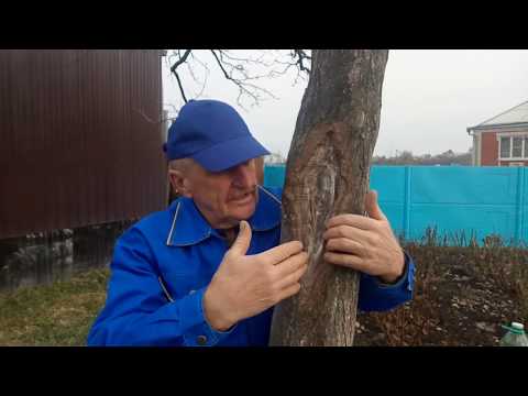 Видео: Кора деревьев.Лечение ран.Итоги.