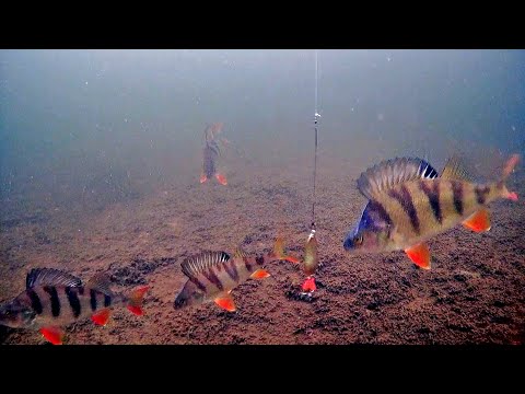 Видео: ЗОЛОТАЯ БЛЕСНА И ЖОР ГОРБАТЫХ ОКУНЕЙ! РЫБАКИ НЕДООЦЕНИВАЮТ ЕЁ, А ОНА ЛОВИТ КРУГЛЫЙ ГОД! Первый лёд.