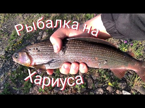 Видео: Ловим Хариуса на тирольку на речке Хараелах