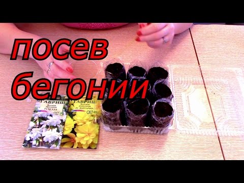 Видео: ПОСЕВ БЕГОНИИ