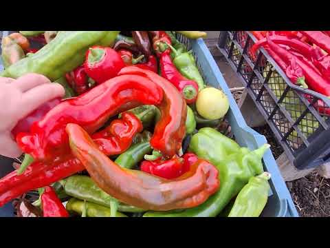 Видео: Колокольчик острый, 30 октября. И немного про ретарданты.