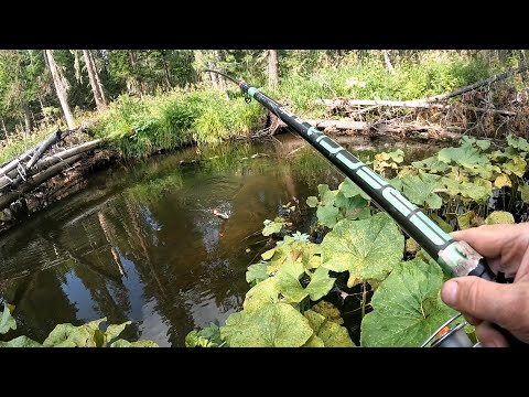 Видео: ХАРИУС! Август 2025.
