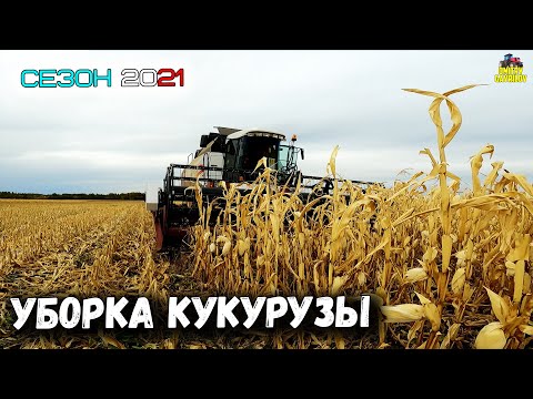 Видео: УБОРКА КУКУРУЗЫ ЗЕРНОВОЙ ЖАТКОЙ ВЕКТОР 410