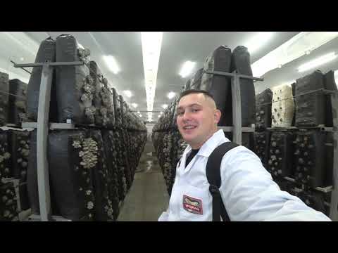 Видео: ВЫРАЩИВАНИЕ ЭКЗОТИЧЕСКИХ ГРИБОВ. КРУПНЕЙШЕЕ ПРОИЗВОДСТВО. КУРСК