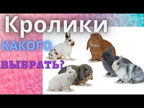 Видео: Кролики декоративные. Какую породу кроликов выбрать?