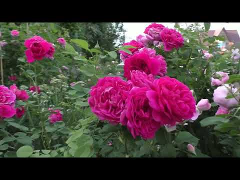 Видео: Мой розовый сад в конце зимы.  Встречаем весну!!!