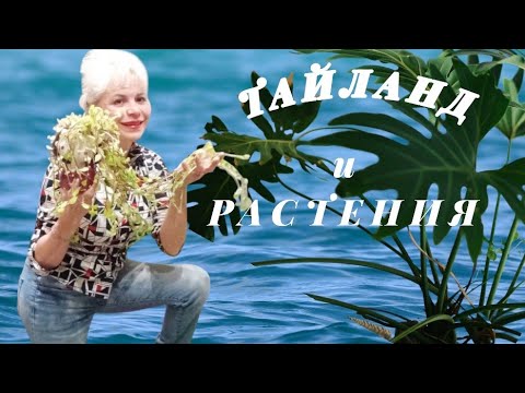 Видео: ✈️Отдых в Таиланде | Закоренелый ПомощникЦветов об отпуске‼️ в прямом эфире!