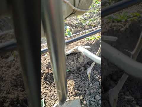 Видео: Посадка молодого інтенсивного саду на підщепі М-9. Фуджі фубракс.