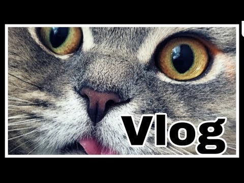 Видео: Жарим моллюсков :0 София нашла котят?! Влог;)