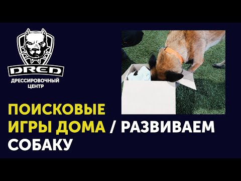 Видео: Поисковые игры с собакой | Как нагрузить собаку ментально в домашних условиях