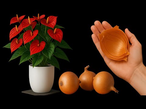 Видео: Простые советы по выращиванию антуриума — пусть ваши цветы цветут вдвое ярче и дольше!