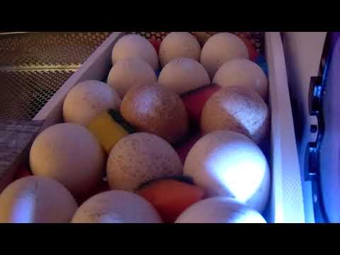 Видео: Совместная инкубация 2020/ Ошибки при инкубации/Минусы инкубатора"ОВО"-78...