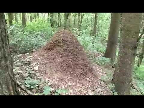 Видео: По грибы. Разведка 31 мая 2019