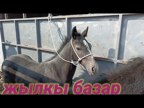 Видео: СОКУЛУК ЖЫЛКЫ базар