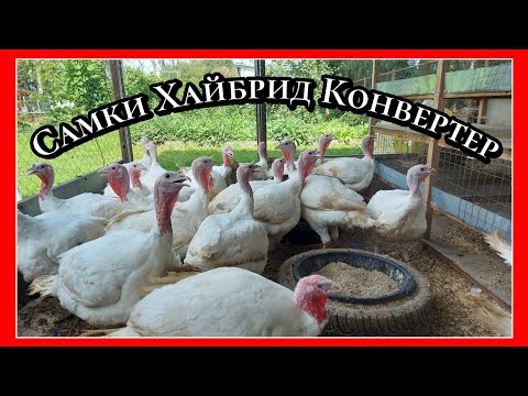 Видео: Забой самок Хайбрид Конвертер / Вес индюшек Годуновского бройлера в 4,5 месяца