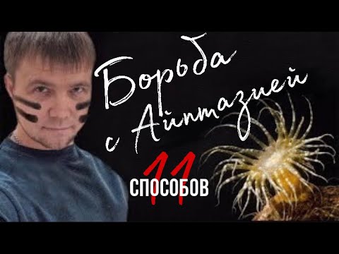 Видео: Айптазия (11 способов) | Морскойаквариум