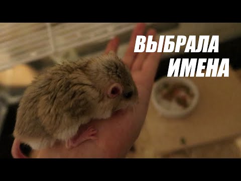 Видео: VLOG: ВЫБРАЛА ИМЕНА ДЛЯ ПЕСЧАНОК | РАСПАКОВКА ПОСЫЛКИ