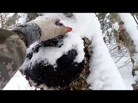 Видео: Чага там, где нет дорог!!