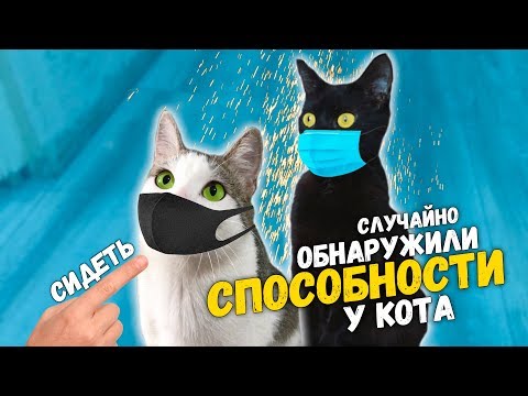 Видео: Чем мы занимаемся на карантине? Обнаружили способности у кота. Приколы с животными / SANI vlog