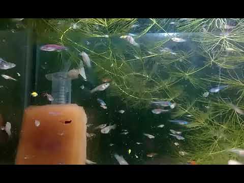 Видео: Мальки меченосцев