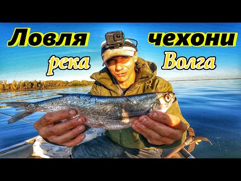 Видео: ЧЕХОНЬ/ОСЕННЯЯ ЛОВЛЯ ЧЕХОНИ НА ВОЛГЕ/ГДЕ ИСКАТЬ И ЛОВИТЬ ЧЕХОНЬ/РЫБАЛКА В САМАРЕ