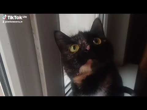 Видео: Всем прекрасного доброго вечера