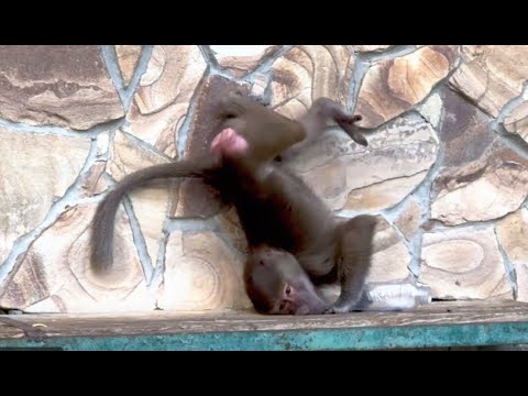 Видео: СМОТРИТЕ, что творится! Гамадрил-ЛЕТУЧАЯ мышь и БРИЛЛИАНТ голубых кровей!  КРАСАВЧИК и умняшки!