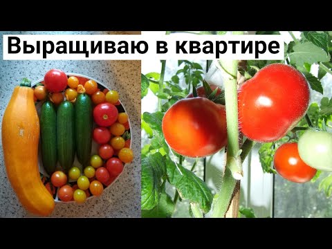 Видео: Как собрать богатый урожай помидор. Огород на балконе. Часть1.