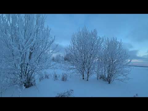 Видео: охота на зайца. 1.01.2024г. Ленинградская область сезон 2023-2024 #7