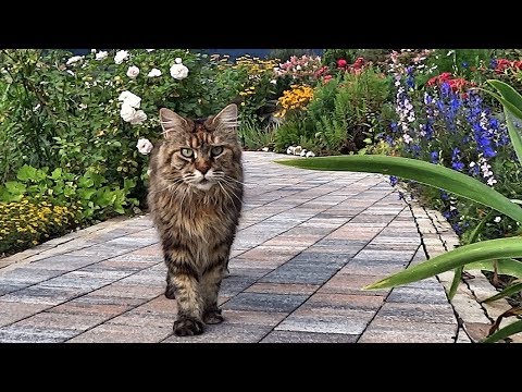 Видео: Кошка Пуша. Пушенька.