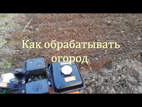 Видео: Несколько хитростей при культивации огорода