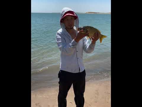 Видео: Рыбалка ￼шардара🎣🐟