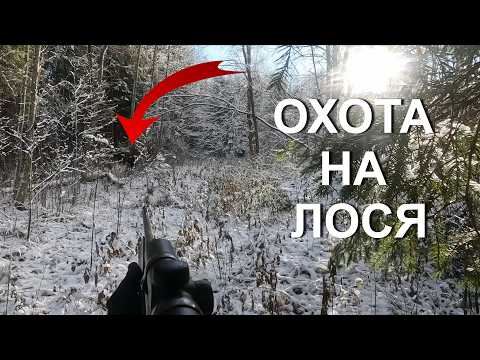 Видео: Охота НА ЛОСЯ 💥 ТРОФЕЙ добыт...