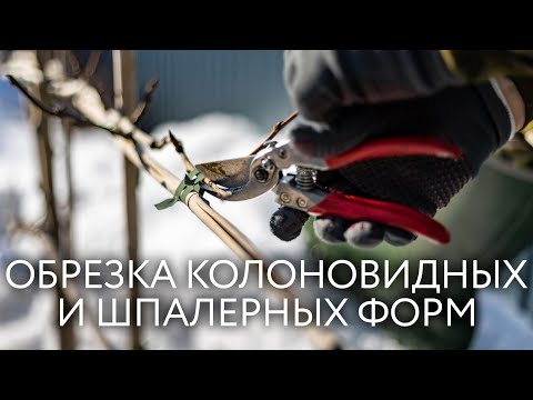 Видео: Формирующая обрезка яблони и груши на шпалере. Правильная обрезка колоновидной яблони