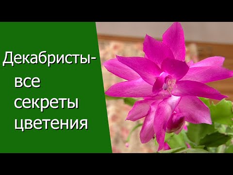 Видео: Декабристы - все секреты цветения