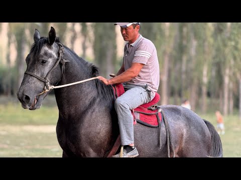 Видео: ЖАҢЫ АСЫЙ МЫКТЫ АРГЫМАК 🤯 #байтв 