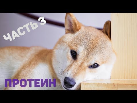 Видео: Функциональный белок для собак