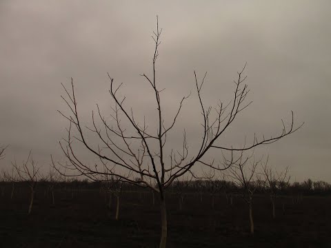 Видео: Ореховый сад.  Об обрезке, об формировке.  И просто мысли по этому поводу.