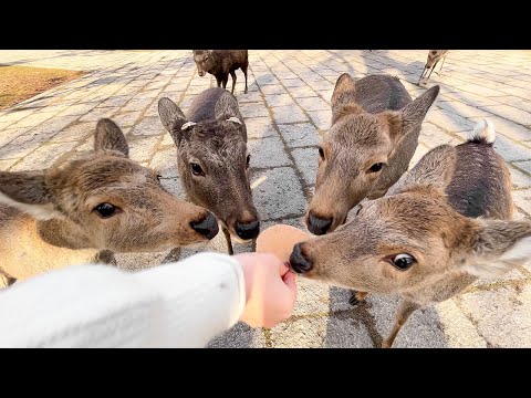 Видео: Посещение Оленьего парка в Японии🦌 | Нара Парк | АСМР