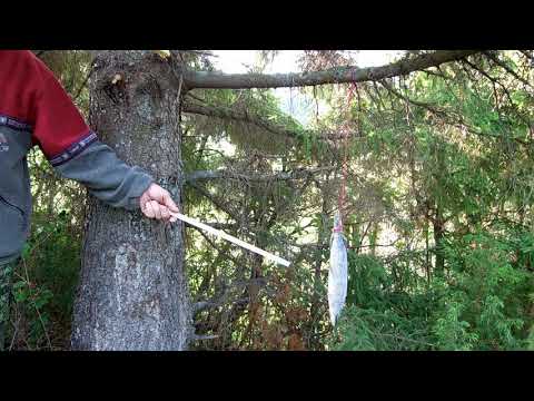 Видео: Молодому охотнику надо знать.