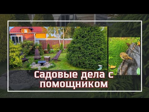 Видео: САЖАЮ И ПЕРЕСАЖИВАЮ ПИОНЫ/РОЗЫ/ЛУКОВИЧНЫЕ