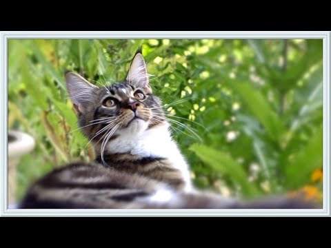 Видео: Котята мейн куны, 5 серия. Анфиса троллит лебедей и совершает побег.